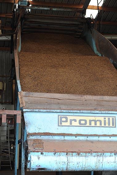 Drying of grape seeds